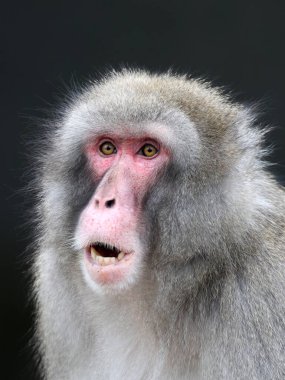 Japon makak (Macaca fuscata)