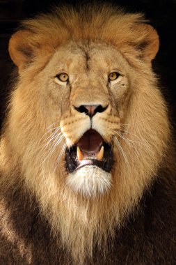 Aslan (panthera leo) yakın görünüm  
