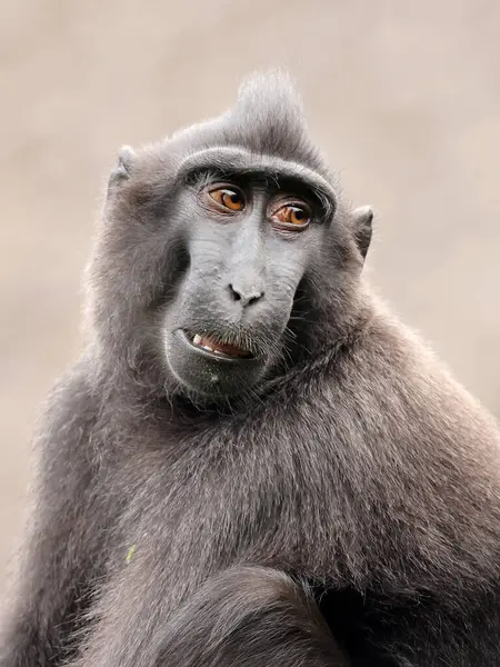 Close View Crested Macaque Macaca Nigra — Stock Photo, Image