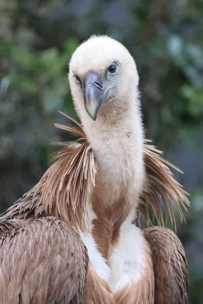 Eurasian Griffon Vulture Closeup View Gyps Fulvus — Stock Photo, Image