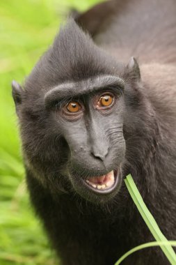 Bir makağın (Macaca nigra) bebeğinin yakın plan fotoğrafı.