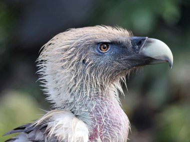 Avrasya griffon akbabası yakından, Gyps fulvus