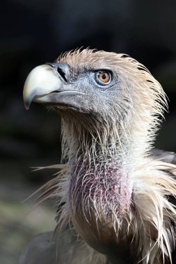 Avrasya griffon akbabası yakından, Gyps fulvus