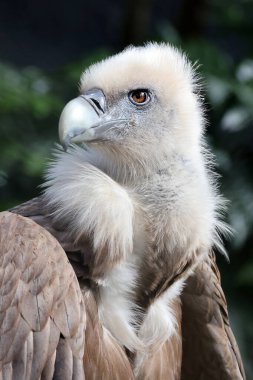 Avrasya griffon akbabası yakından, Gyps fulvus