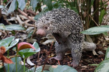 Brazilian porcupine searching for food on ground, Coendou prehensilis clipart
