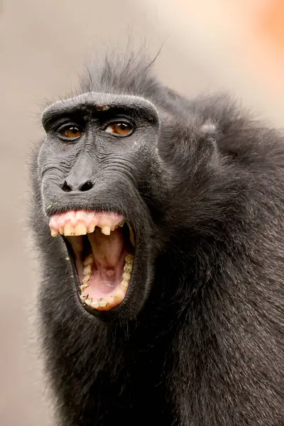 Closeup Photo Crested Macaque Macaca Nigra — Stockfoto