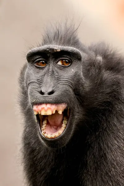 Closeup Photo Crested Macaque Macaca Nigra — Stockfoto