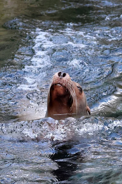 Close Sea Lion Water — Stock Photo, Image