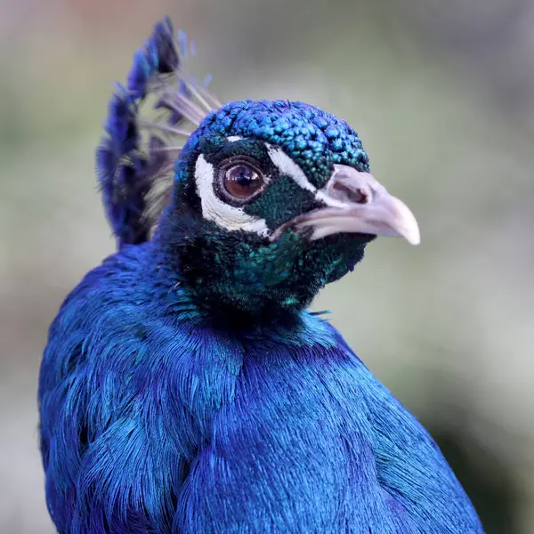Portrait of a colorful male peacock