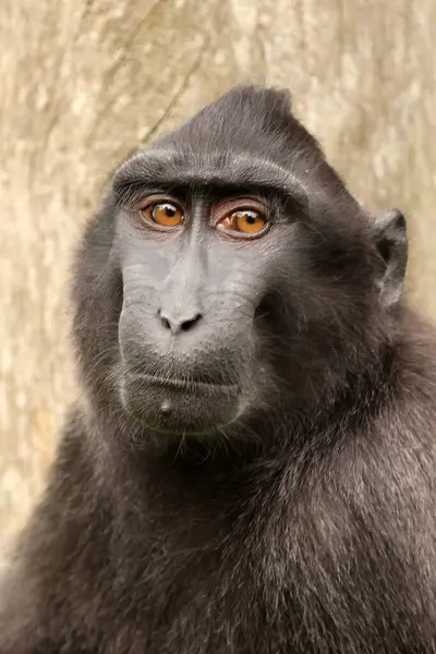 Photo Rapprochée Macaque Crête Macaca Nigra Photos De Stock Libres De Droits