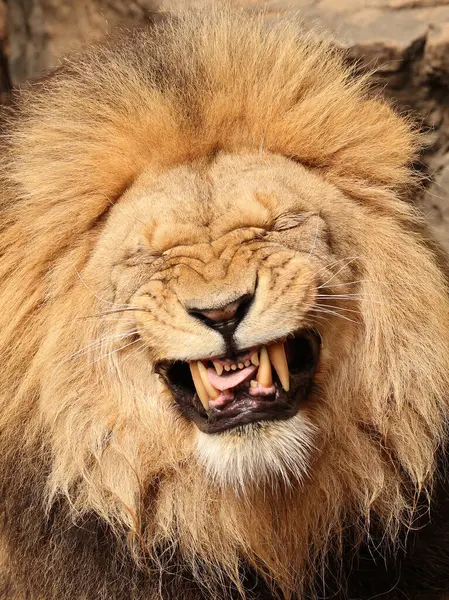Lion Panthera Leo Vue Rapprochée Photos De Stock Libres De Droits