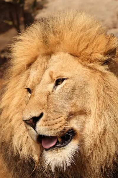 Lion Panthera Leo Vue Rapprochée Photo De Stock