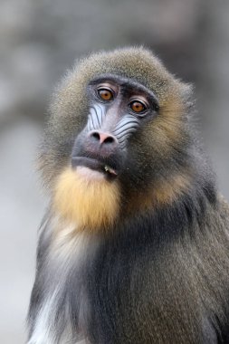 Bir Mandrillus sfenksi portresi