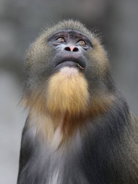Bir Mandrillus sfenksi portresi