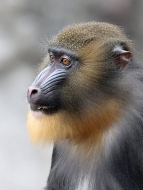 Bir Mandrillus sfenksi portresi