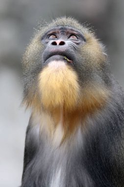 Bir Mandrillus sfenksi portresi