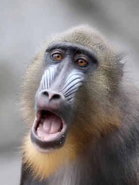 Bir Mandrillus sfenksi portresi