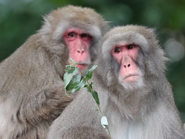 Japanese Macaque Monkeys Zoological Park — Stock Photo, Image