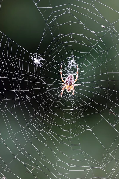 Spin Zittend Spinnenweb Bos — Stockfoto