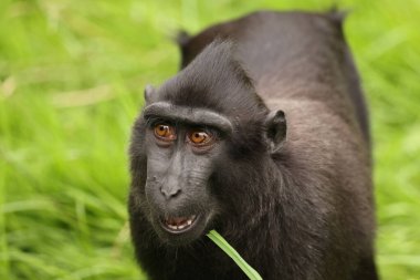 Doğal yaşam alanında ibikli Macaque (Macaca Nigra)