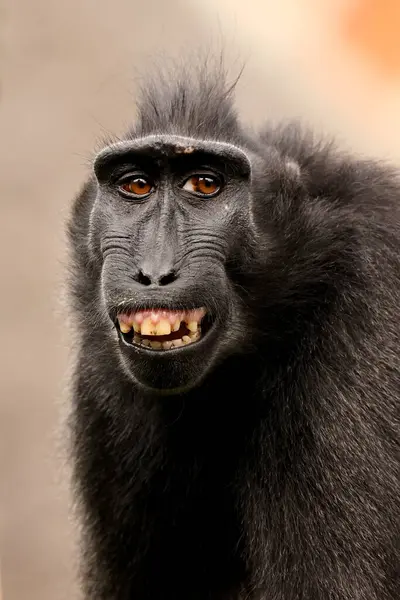Vypouklý Macaque Macaca Nigra Přírodním Prostředí — Stock fotografie