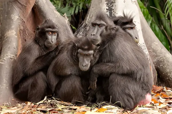Crested Macaques Macaca Nigra Natural Habitat — Stock Photo, Image
