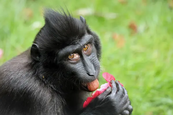Vypouklý Macaque Macaca Nigra Přírodním Prostředí — Stock fotografie