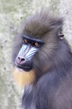 Bir Mandrillus sfenksi portresi