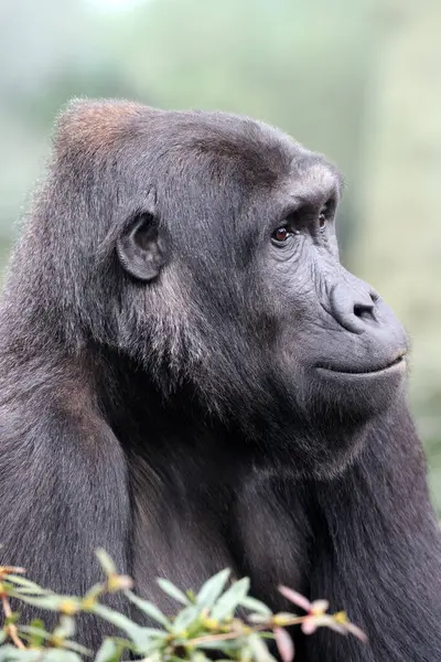 Western Lowland Gorilla Portrait Nature View — Stock Photo, Image