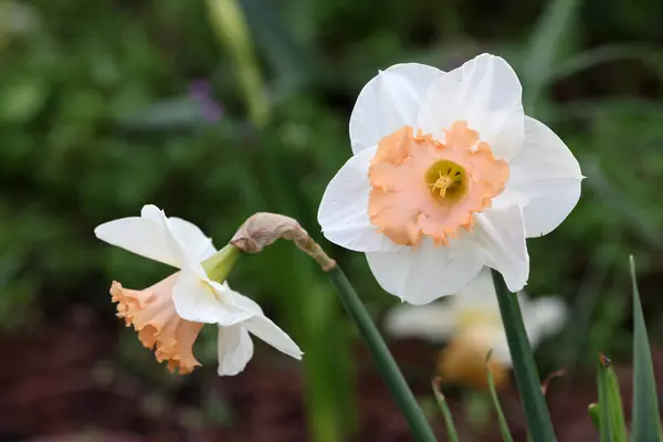 Narcissus Tazetta Pappersvit Högblommad Narcissus Högblommad Påsklilja Blommor Stockfoto