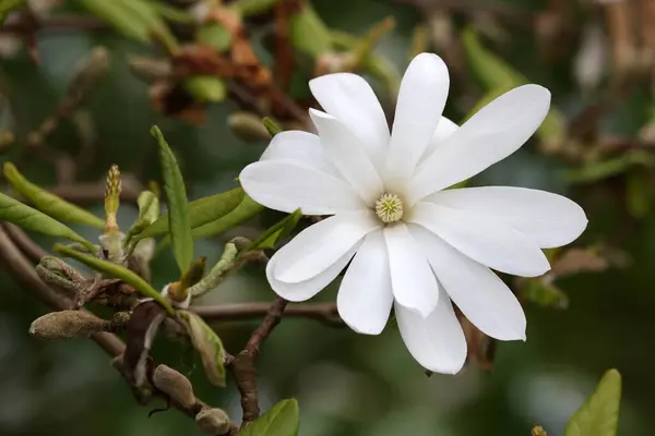 White Flower Magnolia Stellata Star Magnolia Slow Growing Deciduous Shrub Royalty Free Stock Photos