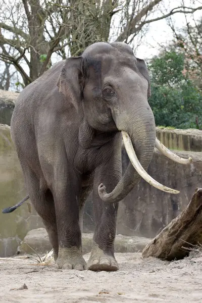 Индийский Слон Elephas Maximus Indicus Зоопарке Лицензионные Стоковые Изображения