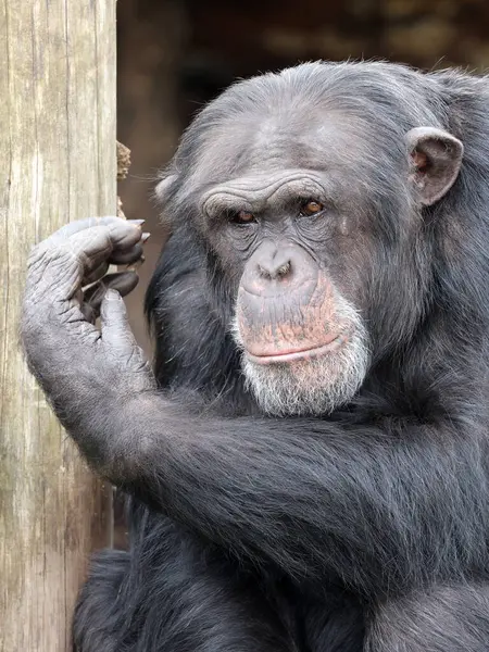 Potret Monyet Chimpanzee Pan Troglodytes Stok Gambar