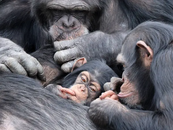 Chimpancé Bebé Padres Hábitat Natural Imagen de archivo