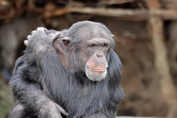 Πορτρέτο Του Χιμπατζή Μαϊμού Στο Ζωολογικό Κήπο Φωτογραφία Αρχείου