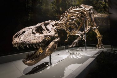Leiden, Zuid-Holland 1-28-2020: müzedeki dinozor iskeleti 