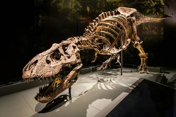 Лейден Занзібар Голландія 2020 Скелет Динозавра Rex Музеї Стокове Зображення