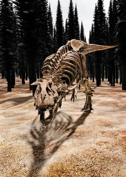 ミュージアムのタイラノサウルスレックス恐竜の骨格 ストック画像