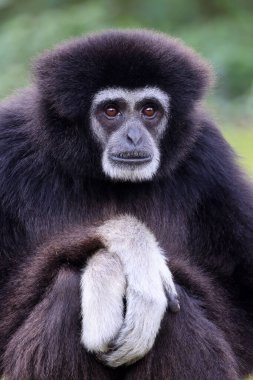 Şebek (Hylobatidae) familyasından nesli tükenmekte olan bir primat olan beyaz elli şablon olarak da bilinir..