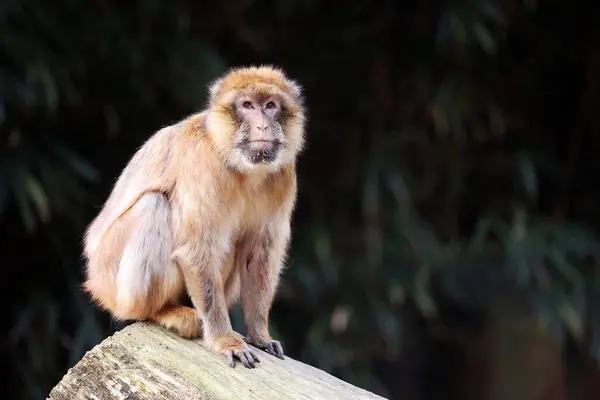 Barbary Macaque Macaca Sylvanus Małpa Pniu Drzewa — Zdjęcie stockowe