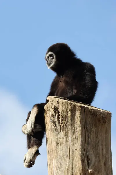 Large Gibbon Hylobates Lar Auch Bekannt Als Weißhandgibbon Ein Gefährdeter Stockbild