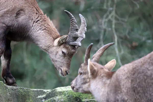 Two Alpine Ibex Goats Natural Habitat Stock Image