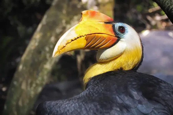 有结节的角喙 Rhyticeros Cassip Org 也被称为苏拉威西皱纹角喙 Sulawesi Wrinkled Hornbill 是一种原产于印度尼西亚的五彩斑斓的角喙 免版税图库照片