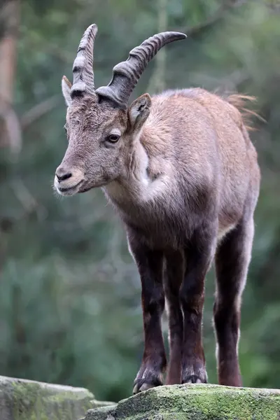 Alpine Ibex Słodkie Zwierzę Zoo Obrazek Stockowy