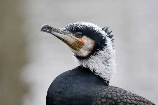 Great Cormorant Phalacrocorax Carbo Blurred Background Stok Resim