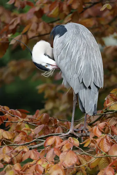 Grey Heron Bird Autumn Park Stock Picture