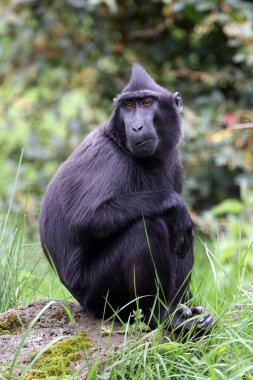 Tepe Makakasının (Macaca Nigra) yakın görüntüsü)