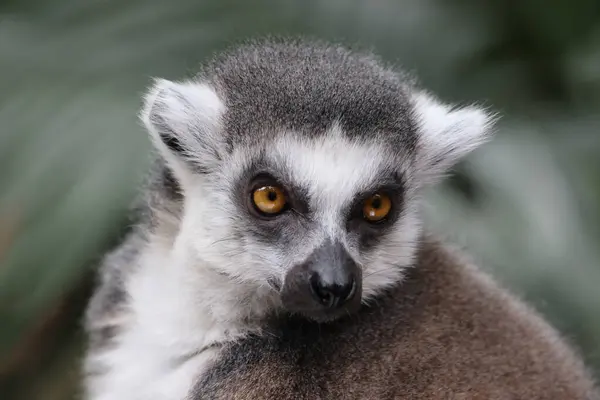 Foto Ravvicinata Lemure Dalla Coda Anello Lemur Catta Foto Stock Royalty Free