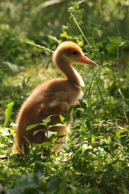 Kırmızı taçlı turna (Grus japonensis) yavru kuş