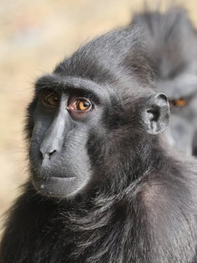 Doğal yaşam alanında ibikli Macaque (Macaca Nigra)